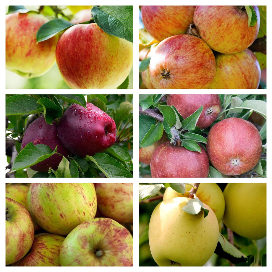 Apple - nakamura 6 in 1 Apple Espaliered Tree – Southern Idaho Landscape Center