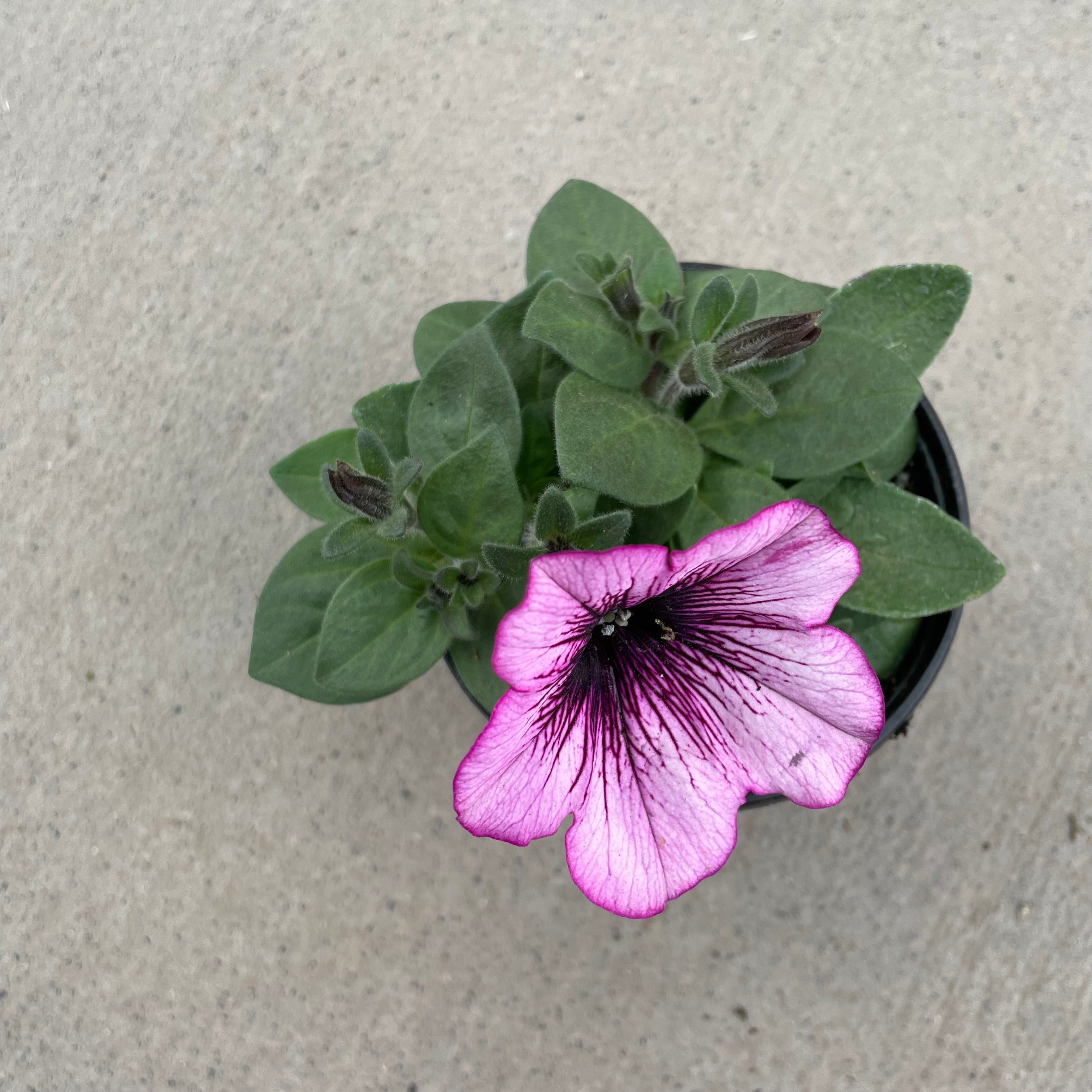 Surprise Raspberry Gem Petunia – Southern Idaho Landscape Center