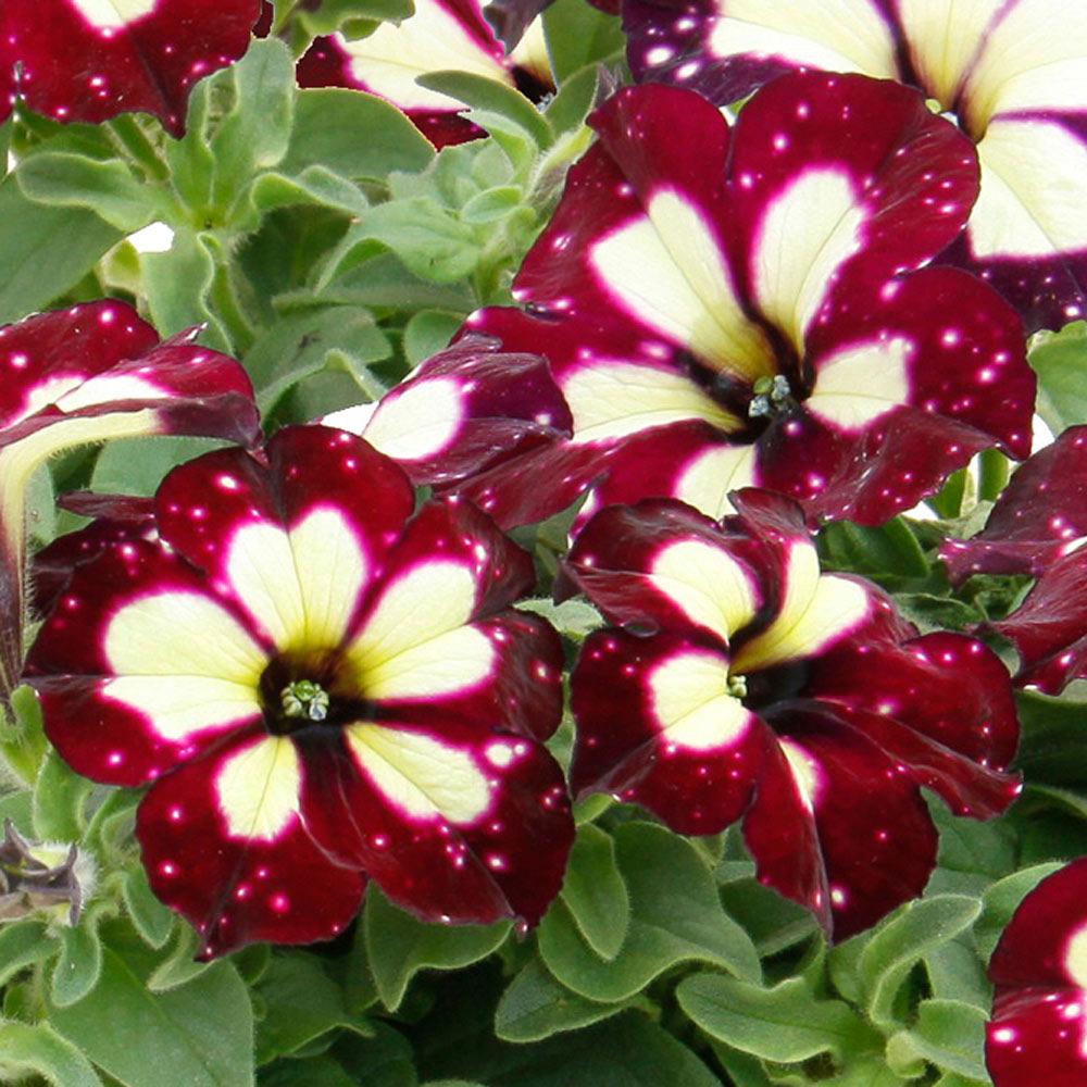 burgundy hanging plant 10" Starry Burgundy Sky Petunia Hanging Basket