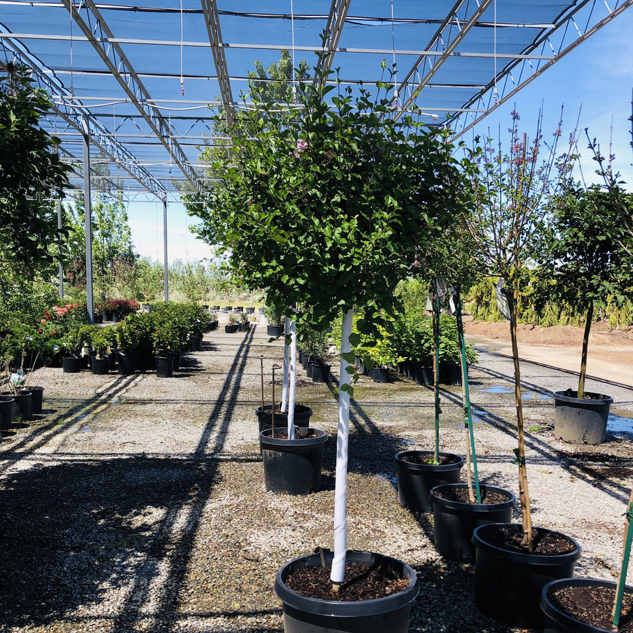 korean lavender tree Palibin Dwarf Korean Lilac Tree Form – Southern Idaho Landscape Center