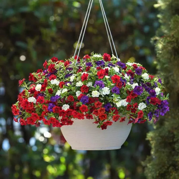 red white and blue hanging basket plants 10" Trixi Star Spangled Glamour Hanging Basket