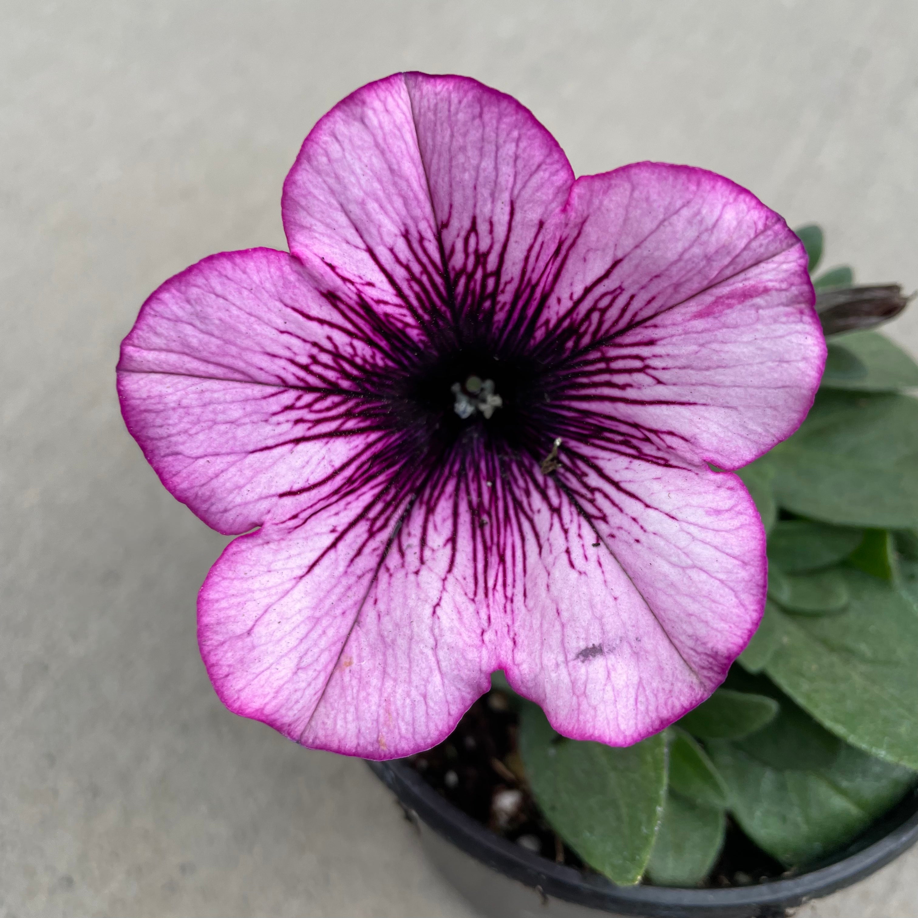 Surprise Raspberry Gem Petunia – Southern Idaho Landscape Center