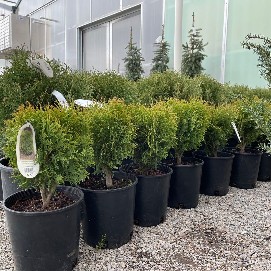 Hetz Midget Arborvitae – Southern Idaho Landscape Center