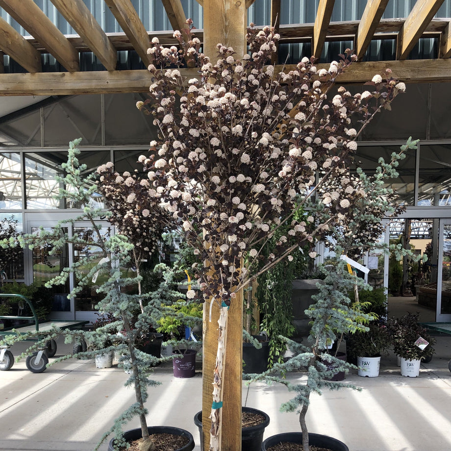 Diablo Ninebark Tree Form – Southern Idaho Landscape Center