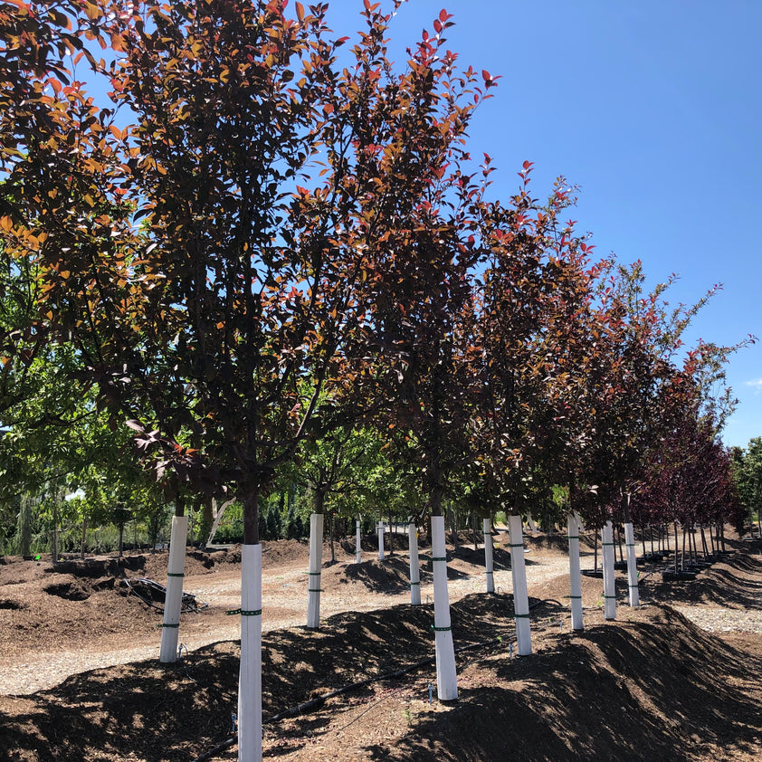 Velvet Pillar Crabapple Tree – Southern Idaho Landscape Center