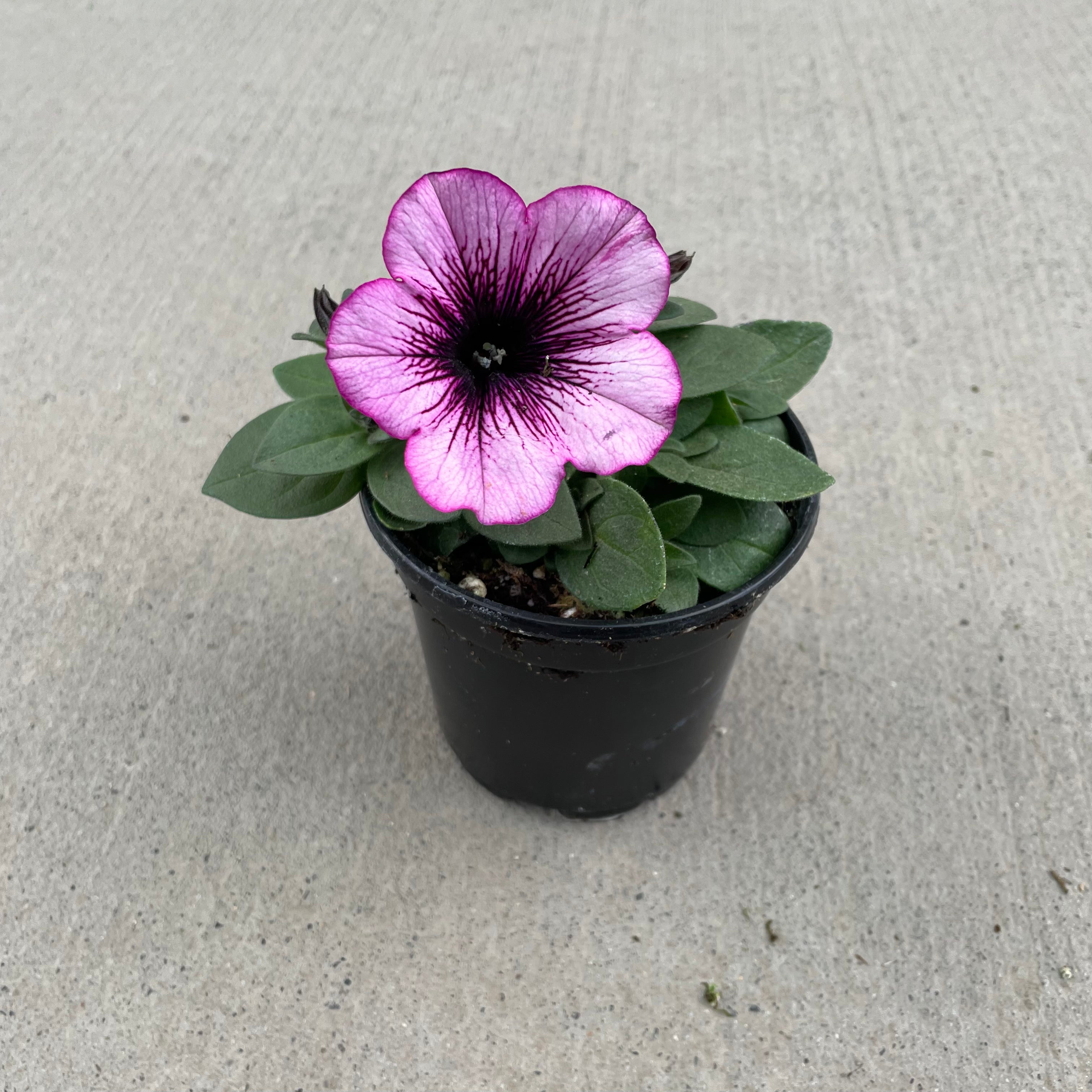 Surprise Raspberry Gem Petunia – Southern Idaho Landscape Center