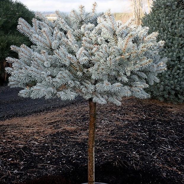 Dwarf Globe Blue Spruce on Standard – Idaho