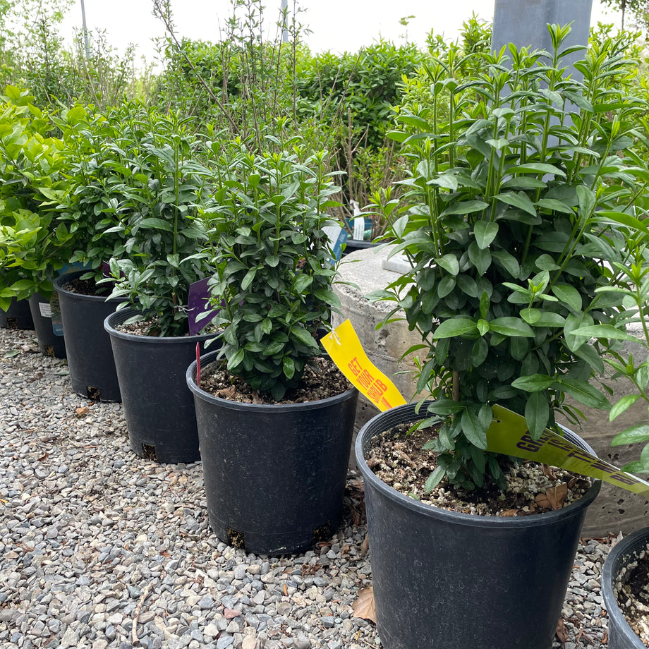 Straight Talk Privet – Southern Idaho Landscape Center