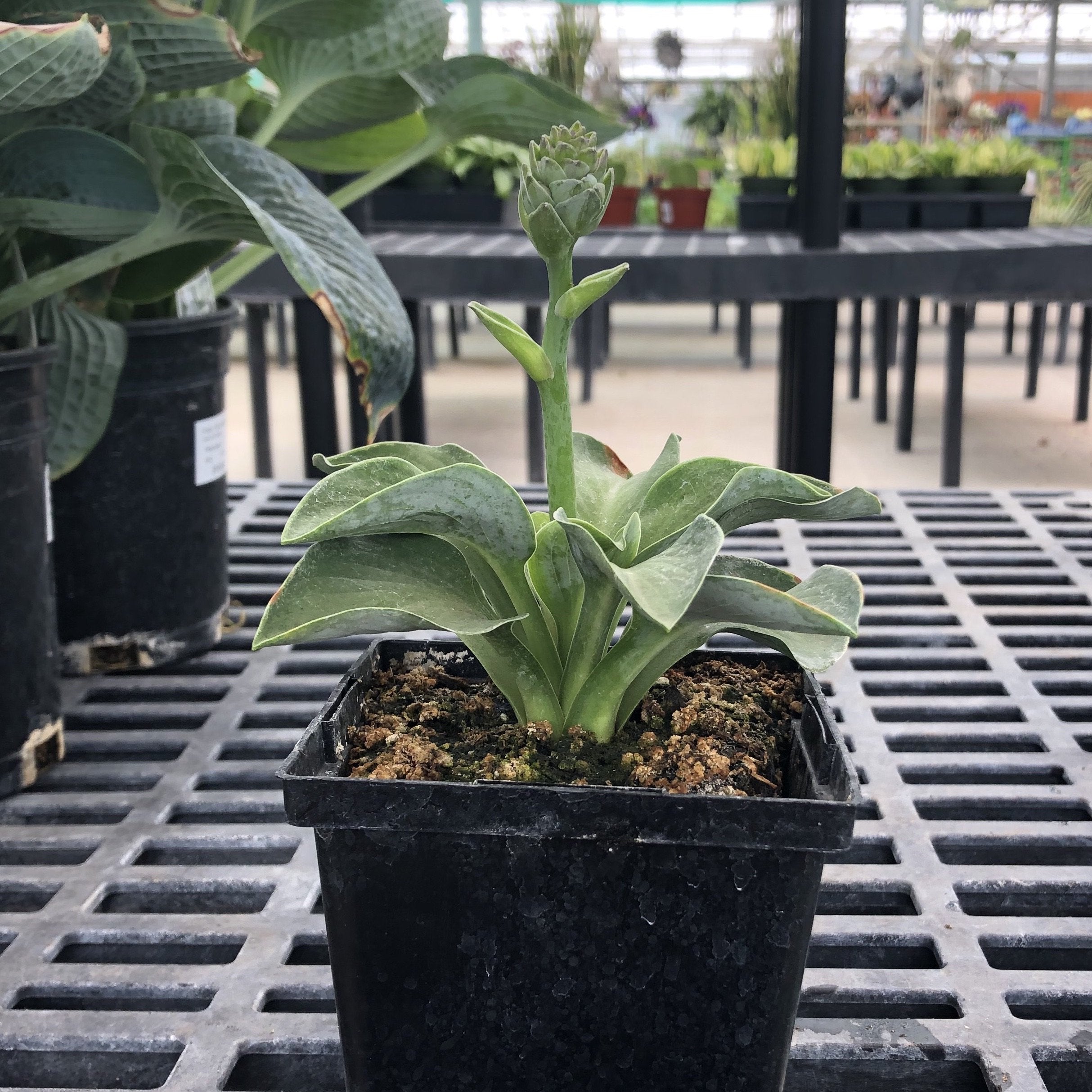 hosta house plant Blue Mouse Ears Hosta (Plantain Lily)