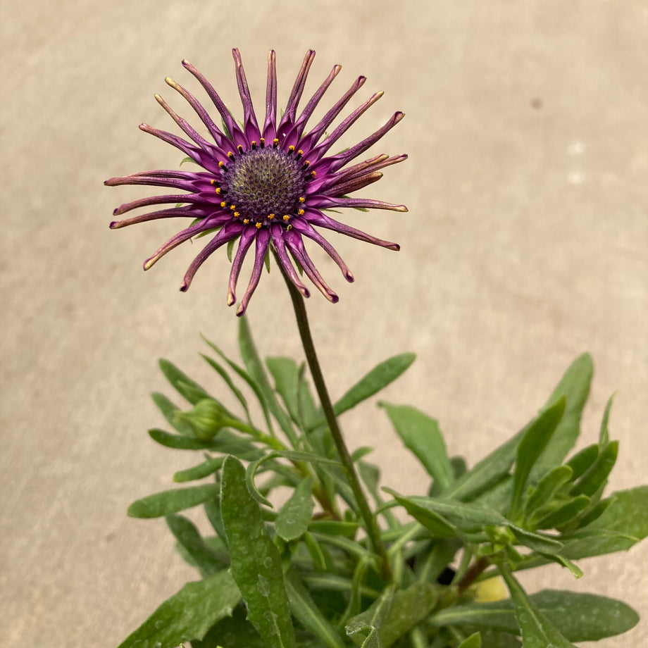 Flower Power Spider Purple Osteospermum (African Daisy) – Southern Idaho  Landscape Center