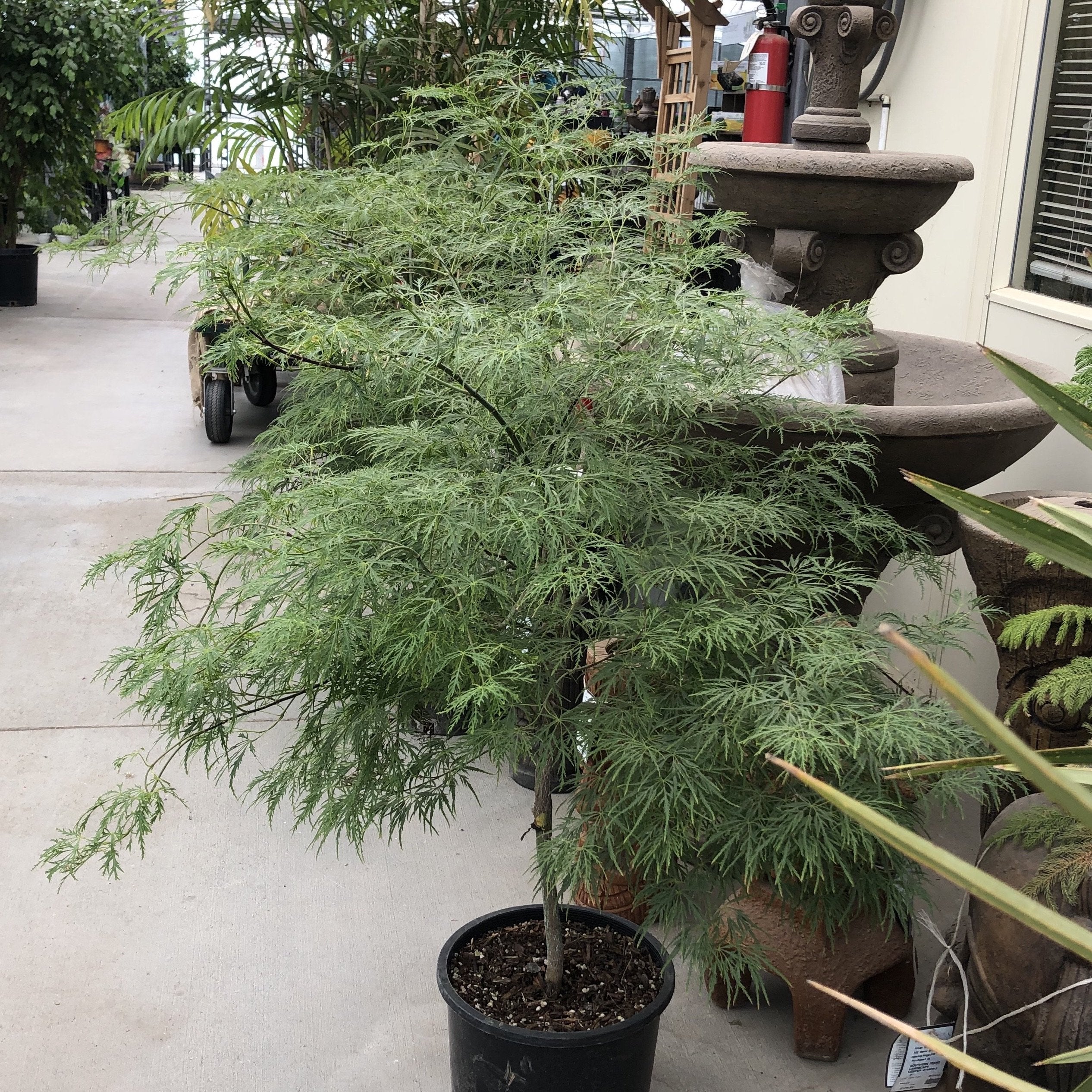 green maple tree indoor plant Viridis Japanese Maple Tree