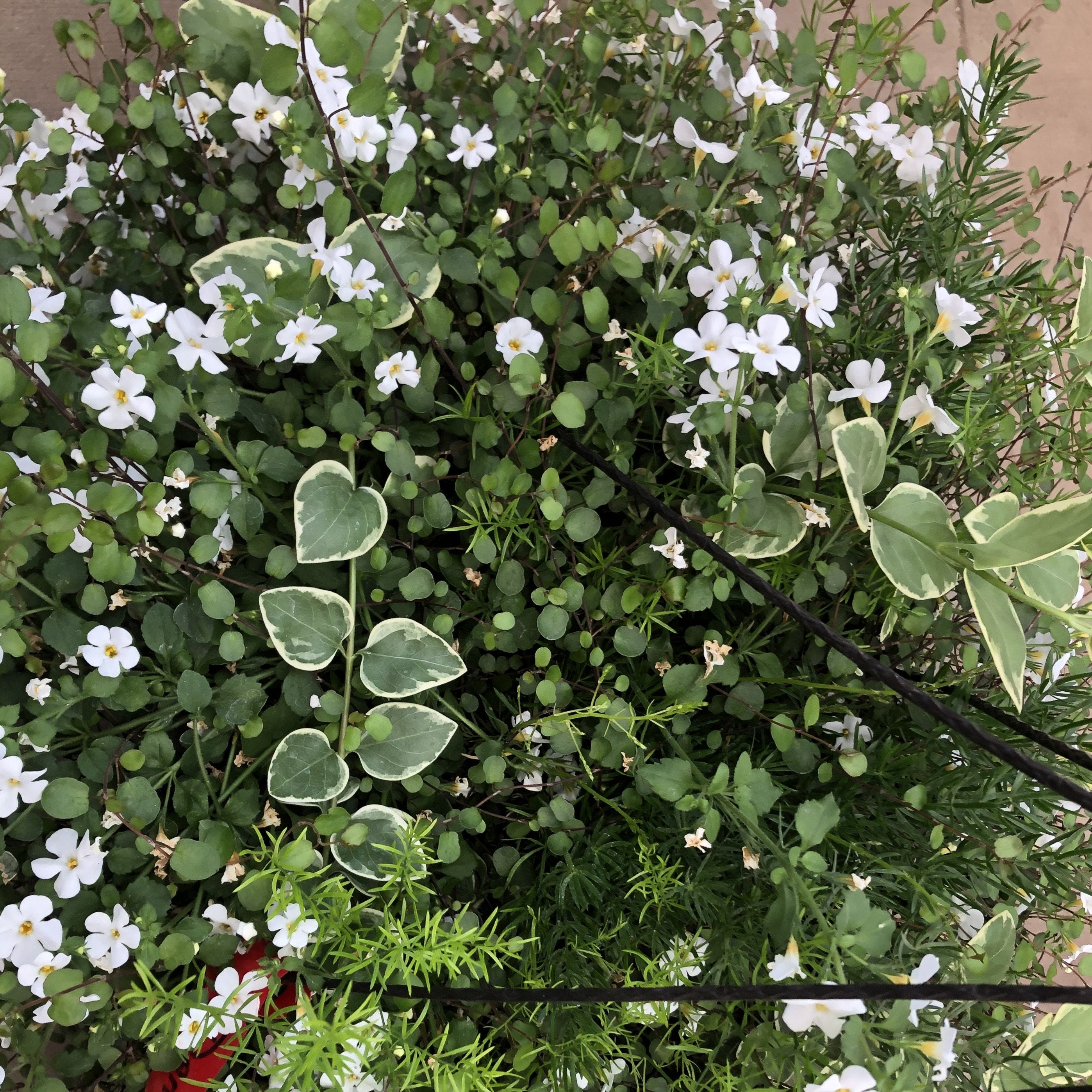 hanging plant green and white leaves 12" Green and White Hanging Basket