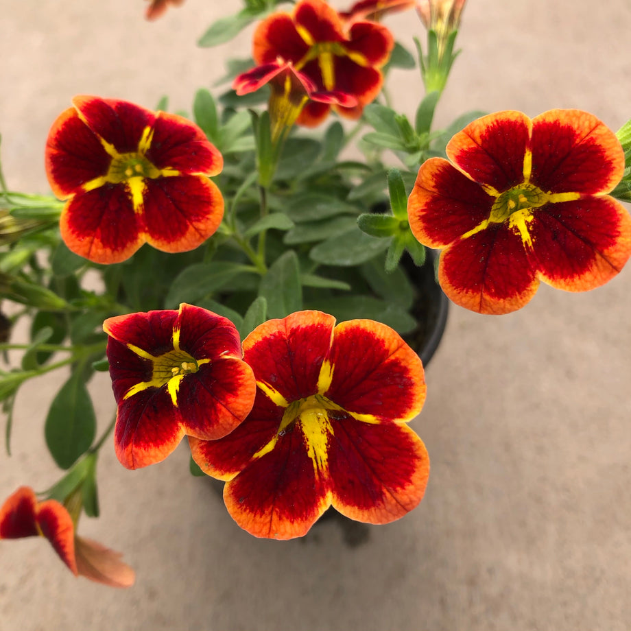 アンスリウム red chocolate × yellow bell Bumble Bee Orange Calibrachoa (Million Bells) – Southern Idaho