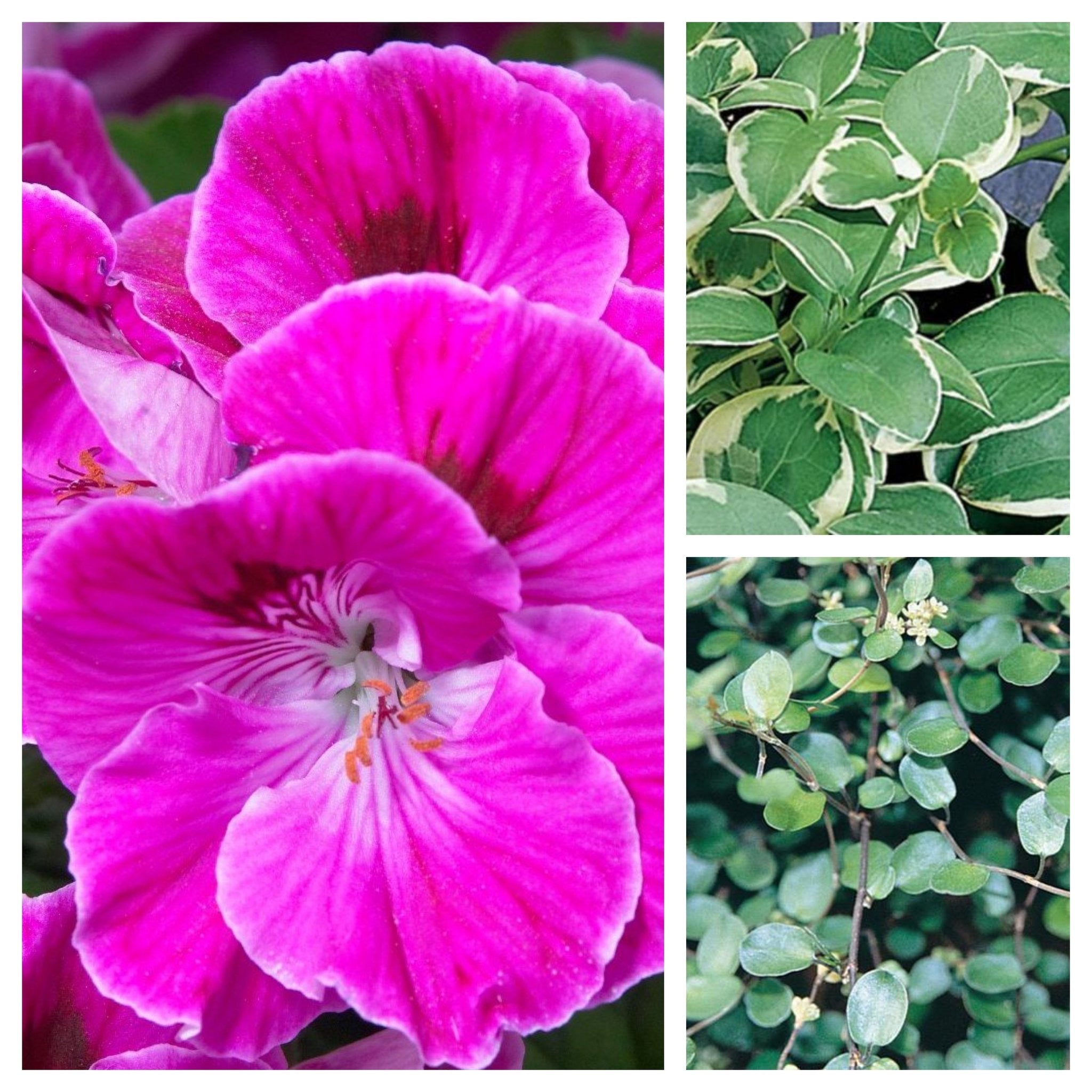 lilac hanging plant 12" Elegance Lilac Sachet Geranium with Vinca and Wire Vine Hanging Basket