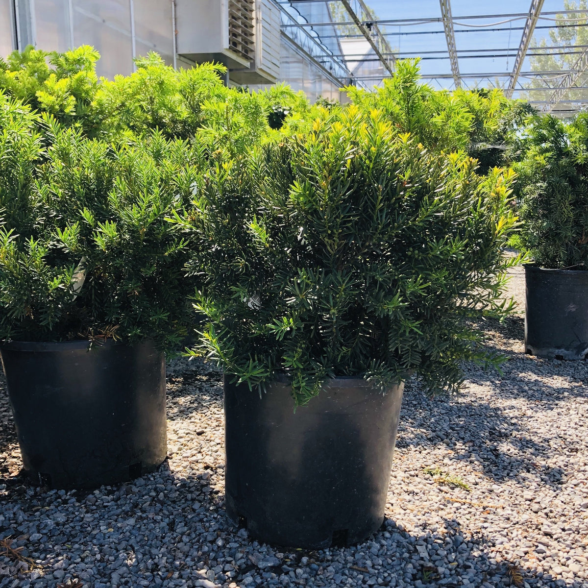 Dark Green Spreader Yew – Southern Idaho Landscape Center