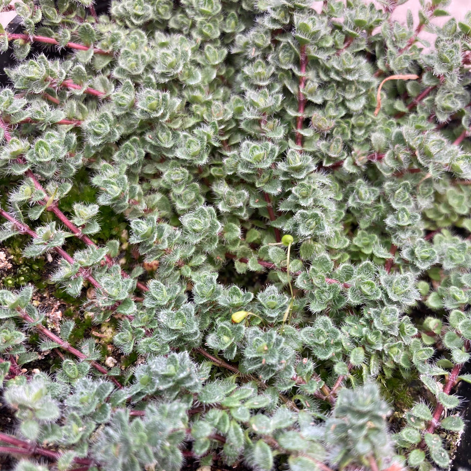 Woolly Thyme – Southern Idaho Landscape Center