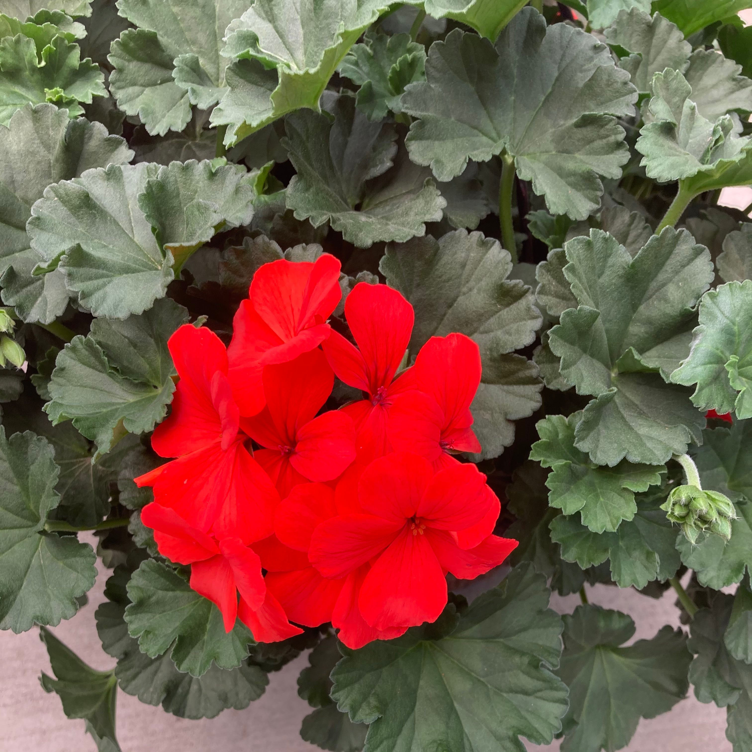 orange hanging basket plants 10" Caliente Orange Geranium Hanging Basket – Southern Idaho Landscape Center