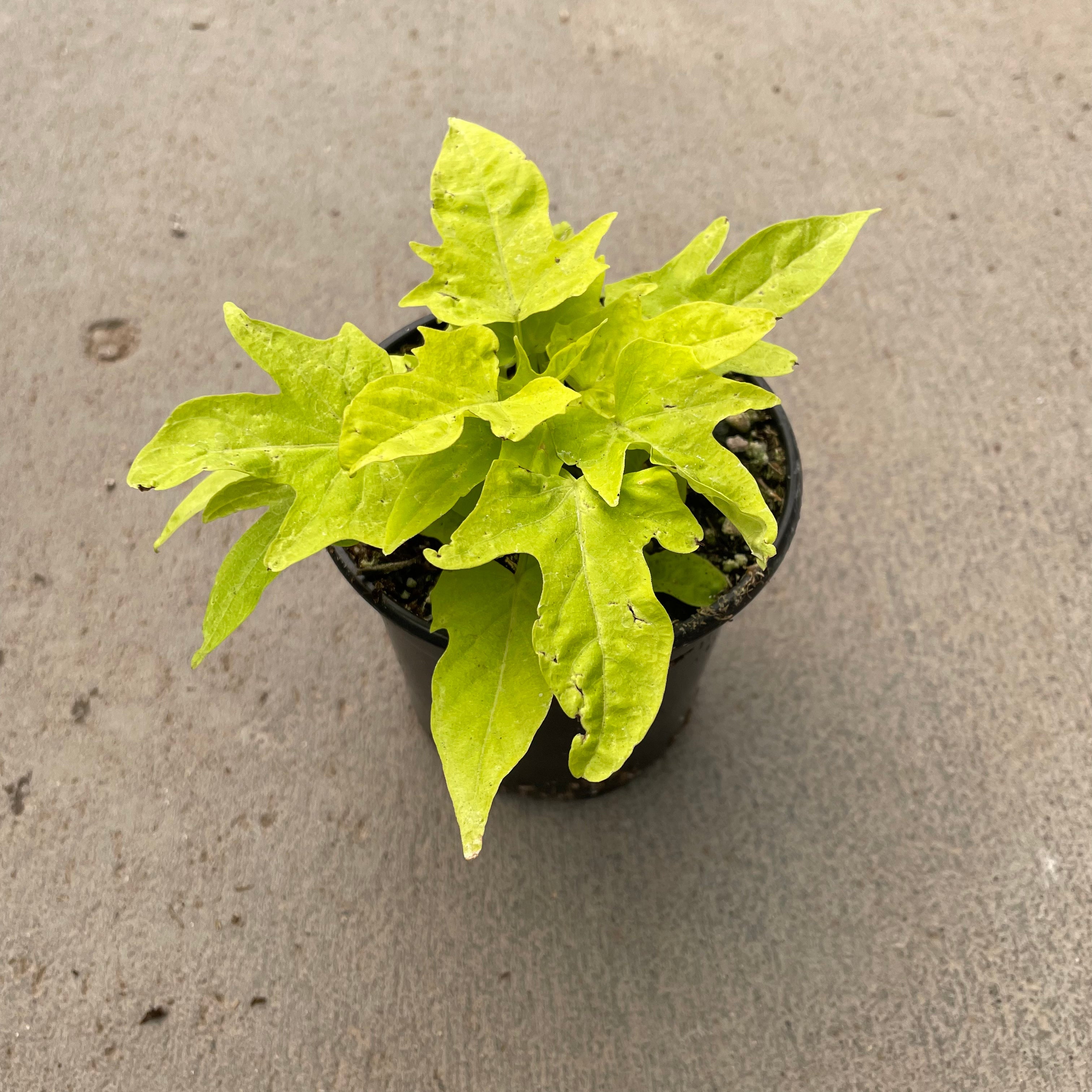 sweet potato vine house plant Sidekick Lime Ipomoea (Sweet Potato Vine) – Southern Idaho Landscape Center