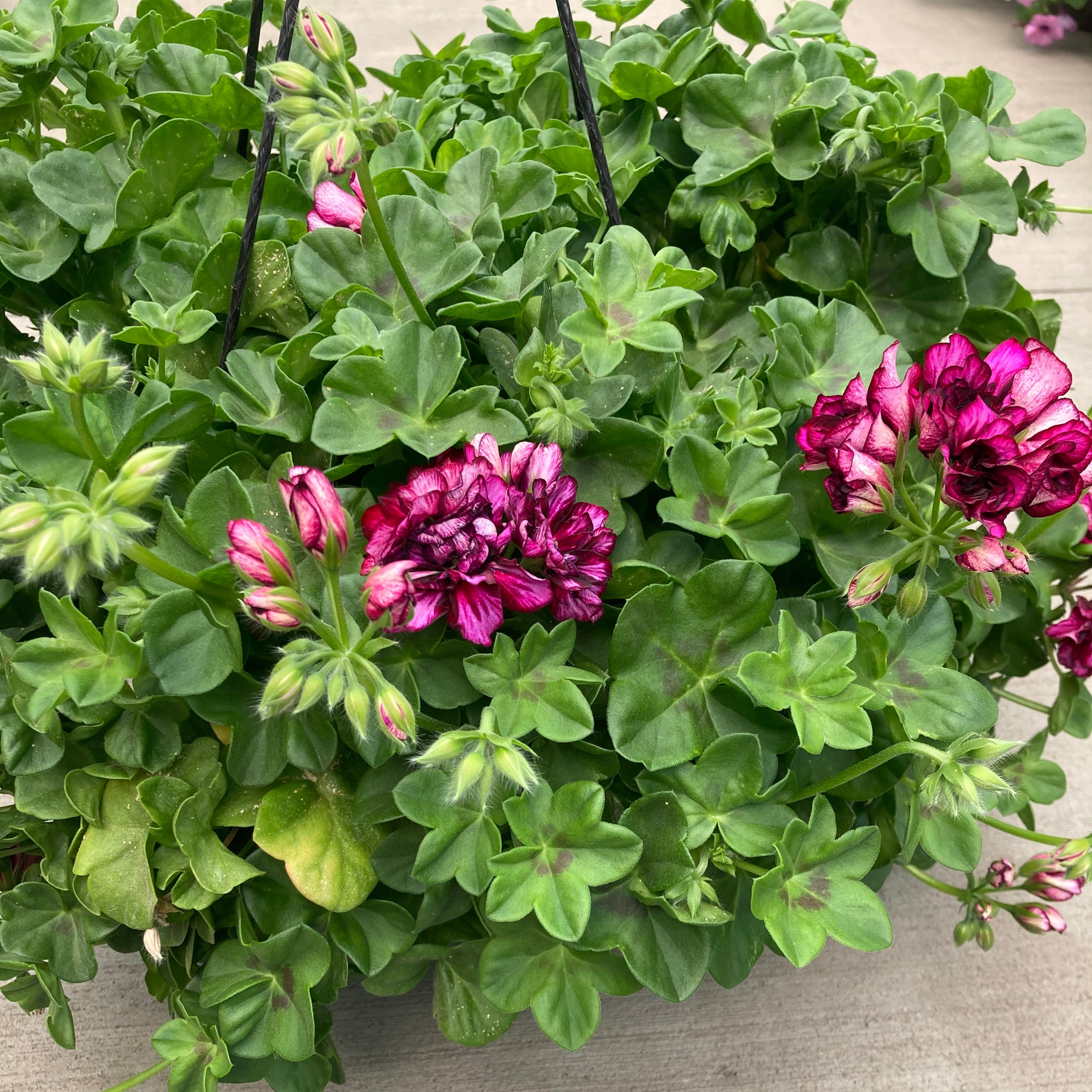burgundy hanging plant 10" Great Balls of Fire Burgundy Blaze Ivy Geranium Hanging Basket