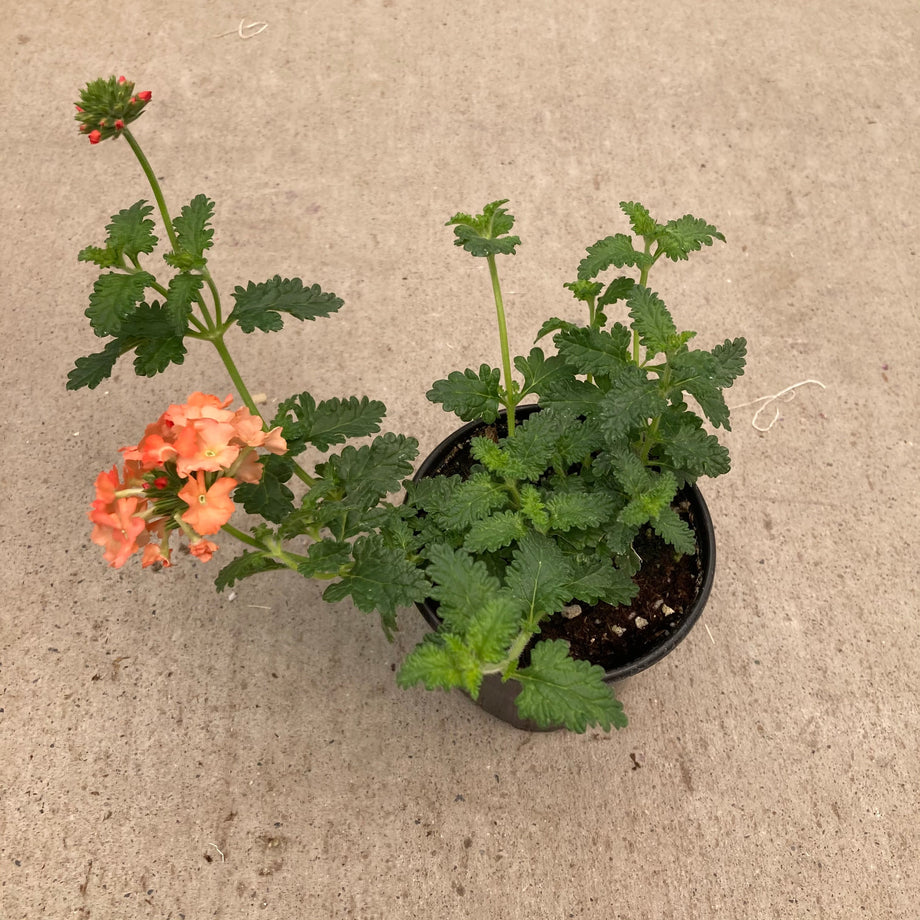 Superbena Peachy Keen Verbena – Southern Idaho Landscape Center