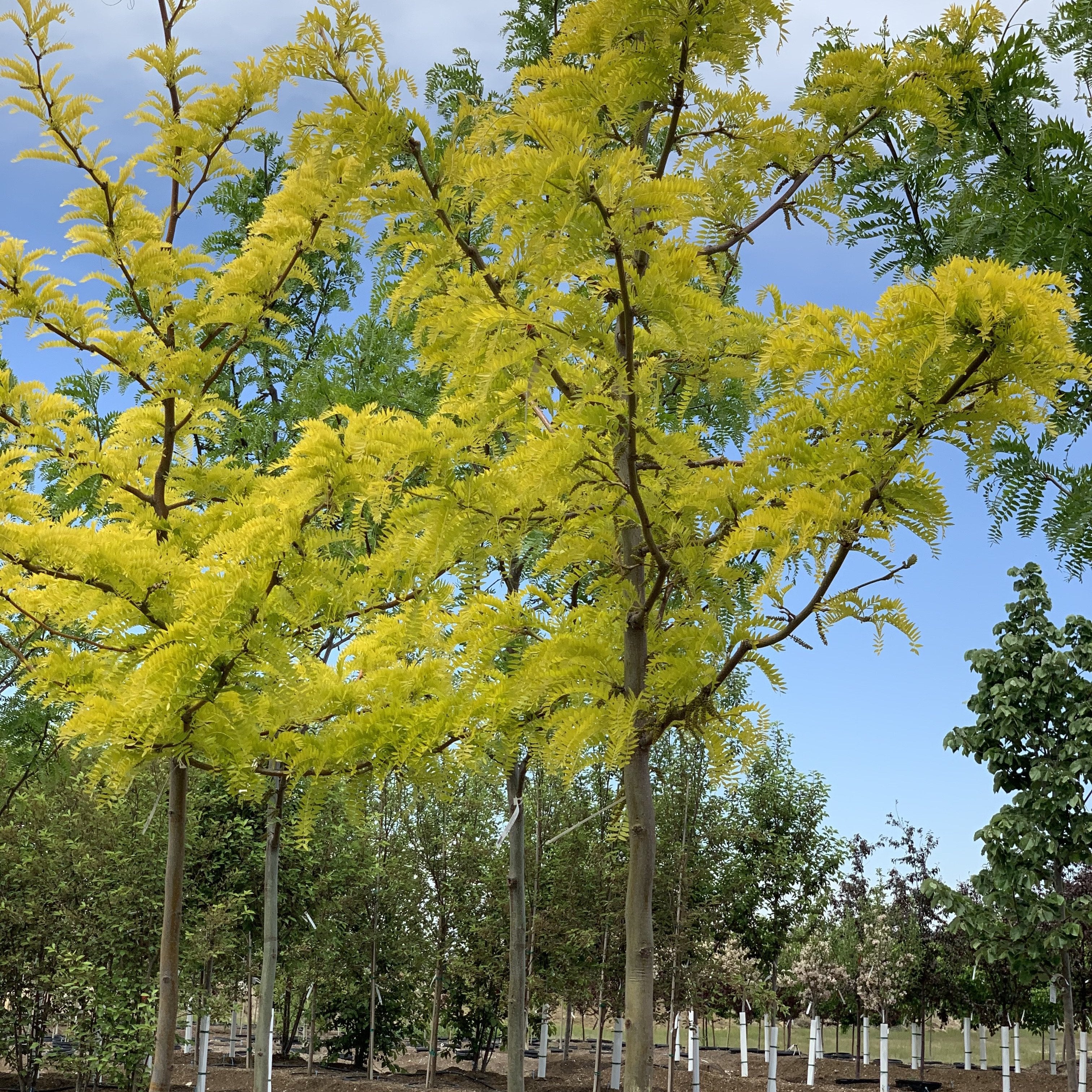 honey locust tree bonsai Sunburst Honeylocust Tree – Southern Idaho Landscape Center