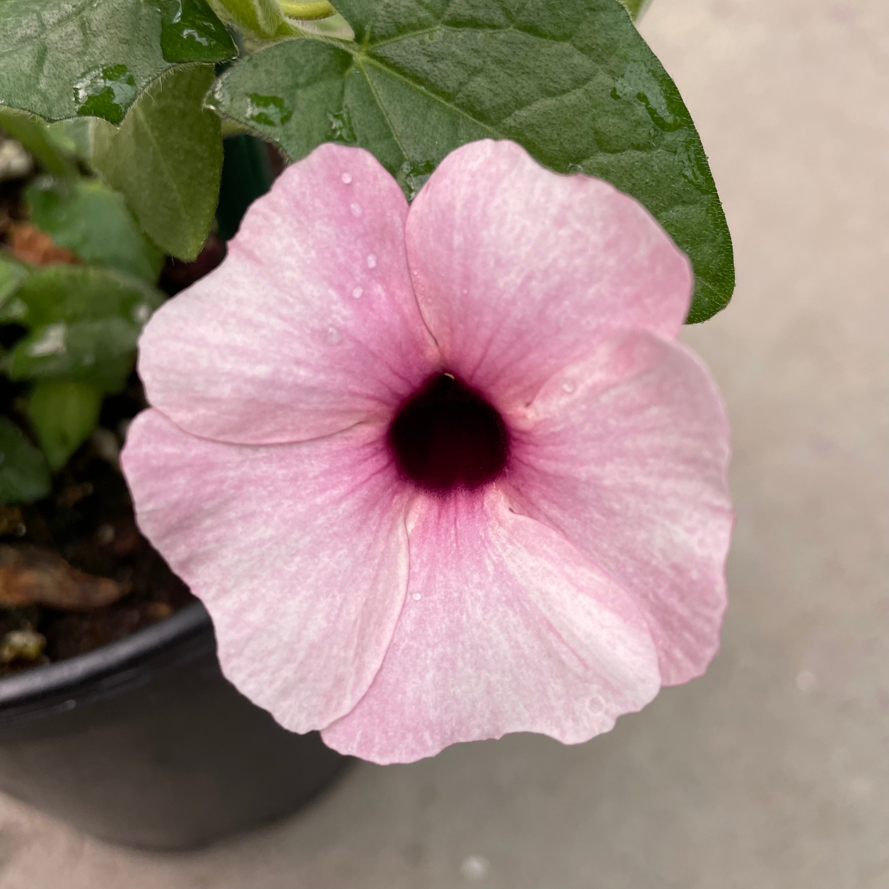 thunbergia rose sensation seeds Arizona Rose Sensation Black-Eyed Susan Vine