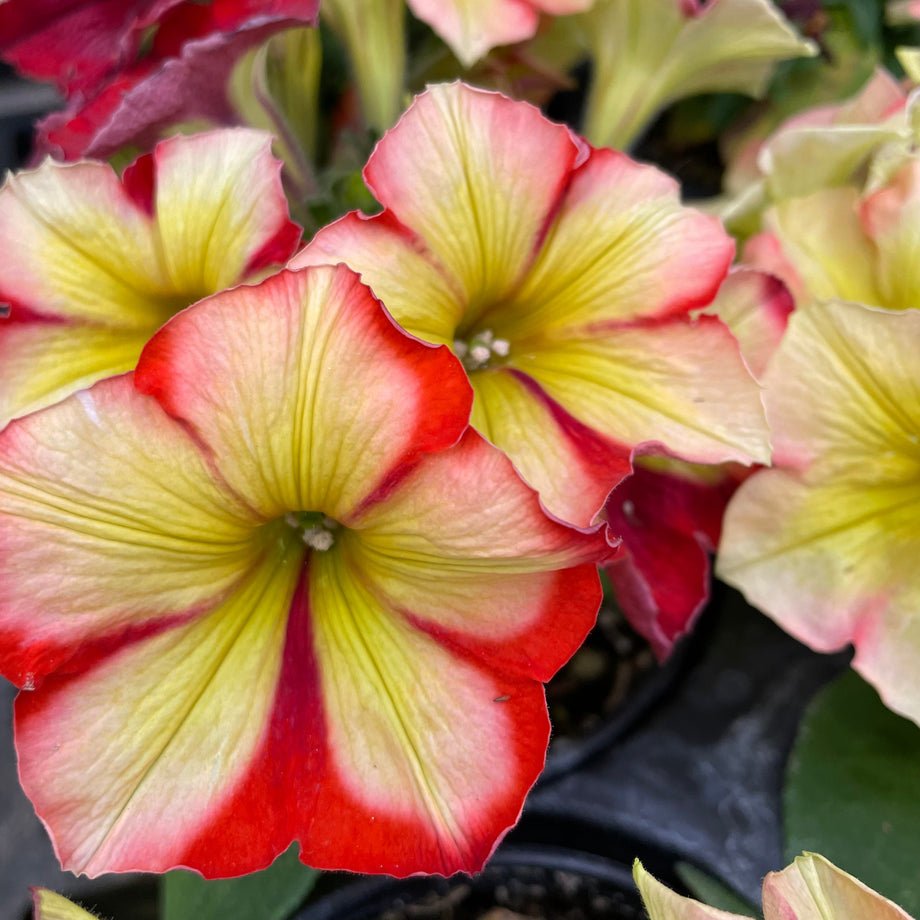 Crazytunia Frisky Orange Petunia – Southern Idaho Landscape Center