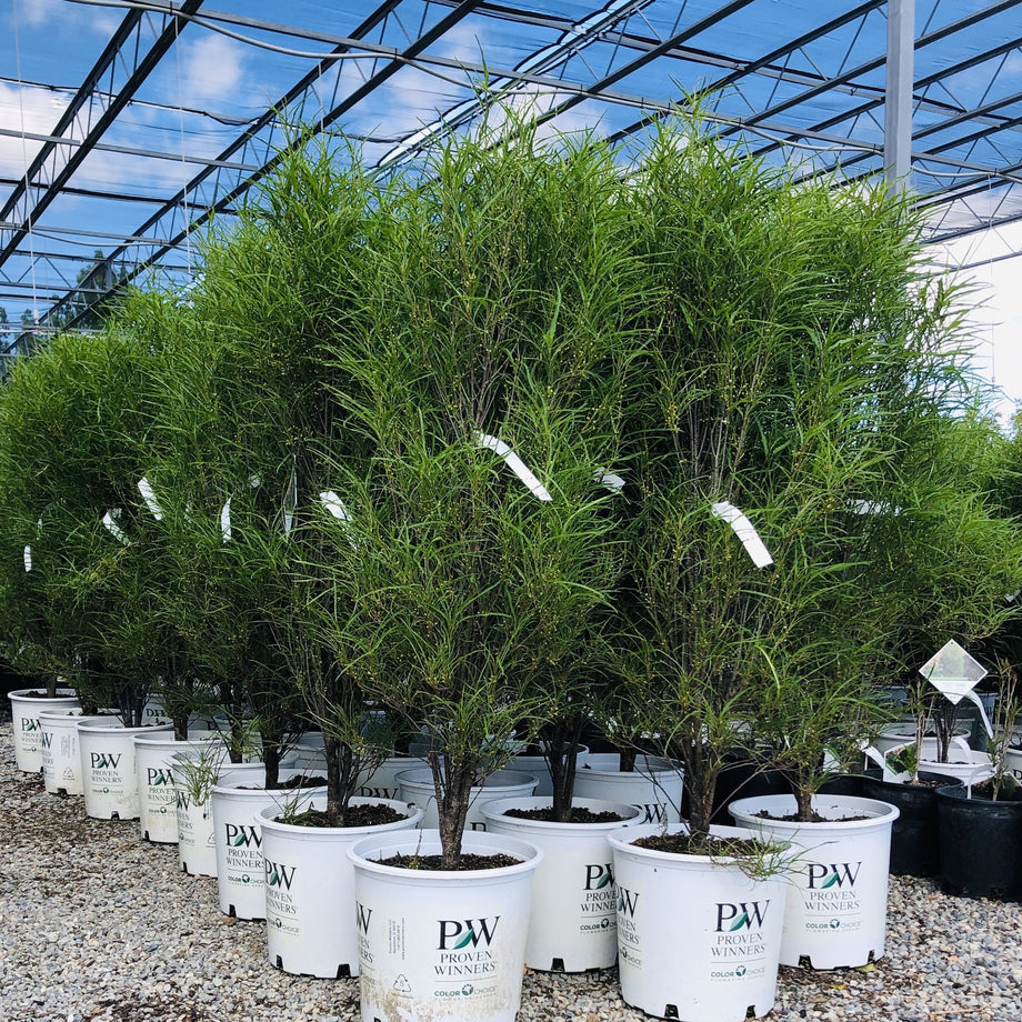 fineline plant Ron Williams Fine Line Buckthorn – Southern Idaho Landscape Center