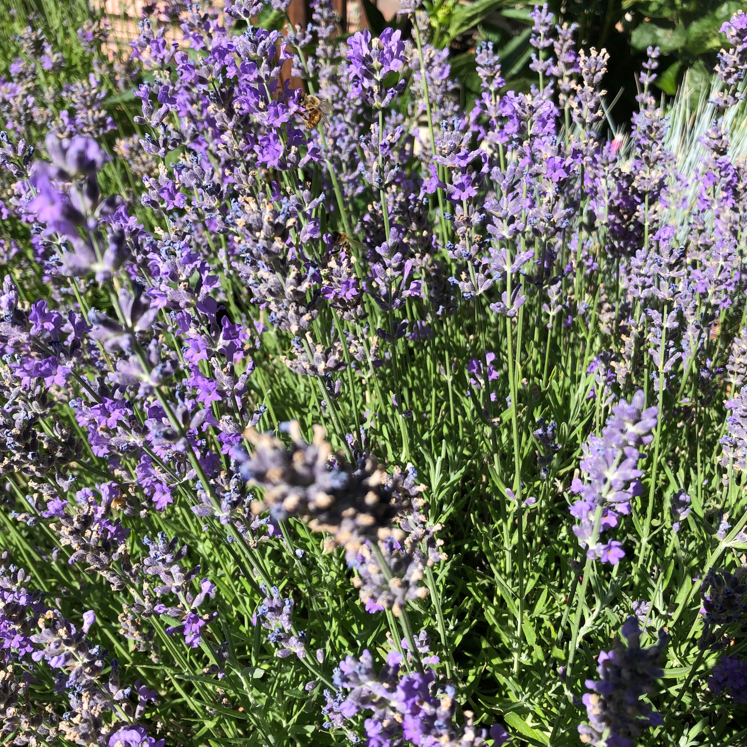 old english lavender plants for sale Munstead English Lavender – Southern Idaho Landscape Center