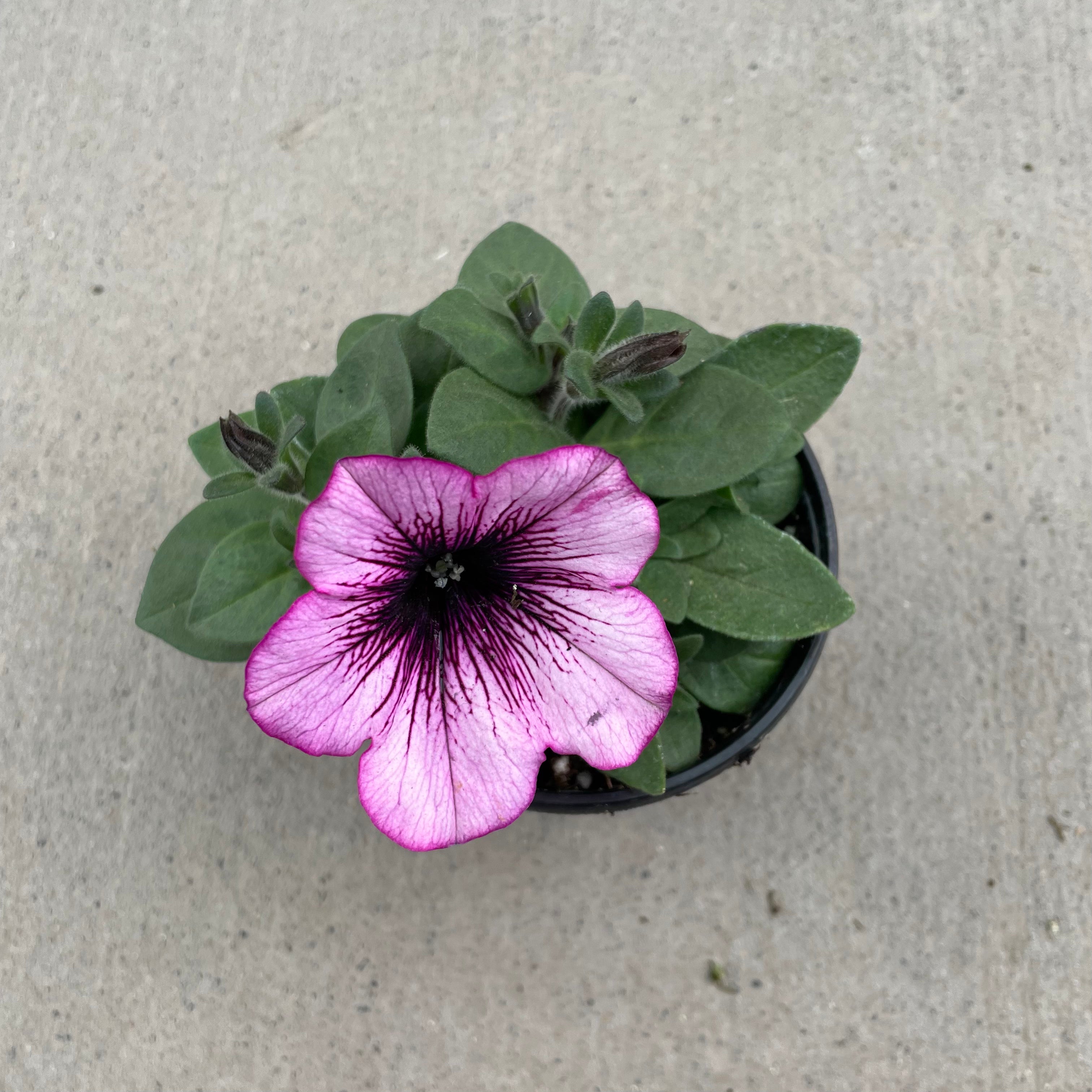 Surprise Raspberry Gem Petunia – Southern Idaho Landscape Center