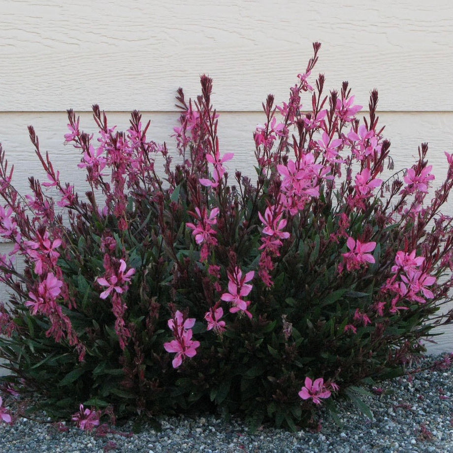 Crimson Butterflies Gaura (Whirling Butterflies) – Southern Idaho Landscape  Center