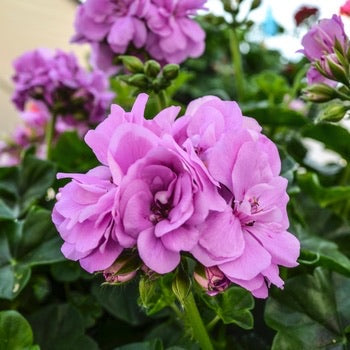 lavender geranium plant Great Balls of Fire Lavender Ivy Geranium – Southern Idaho Landscape Center
