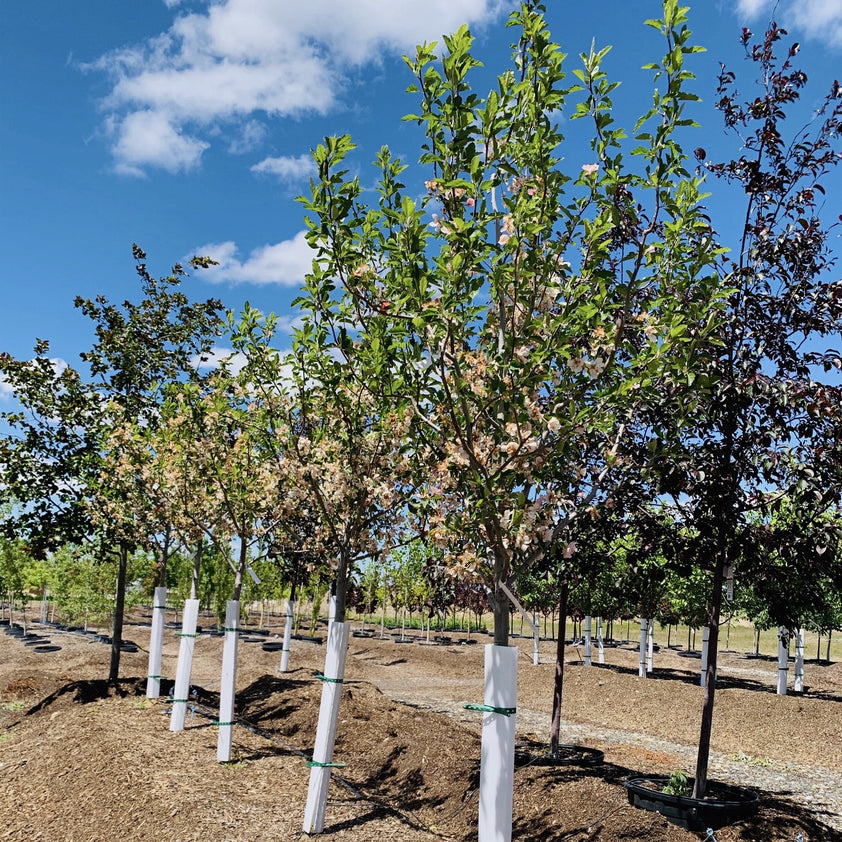 Prairie Rose Crabapple Tree Southern Idaho Landscape Center