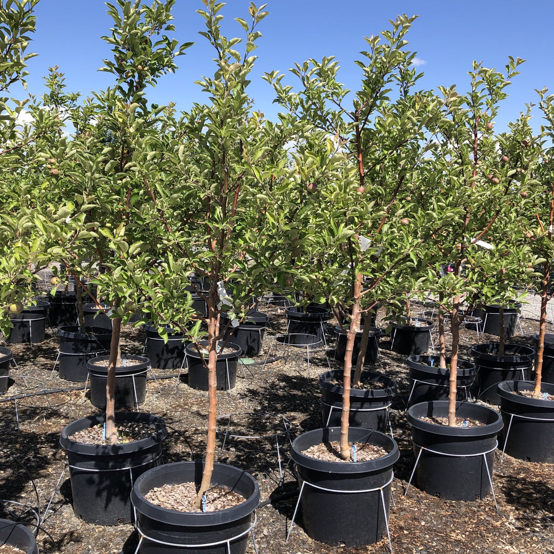 Red Jonathan Apple Tree – Southern Idaho Landscape Center