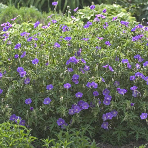 geranium orion seeds Orion Geranium (Cranesbill)