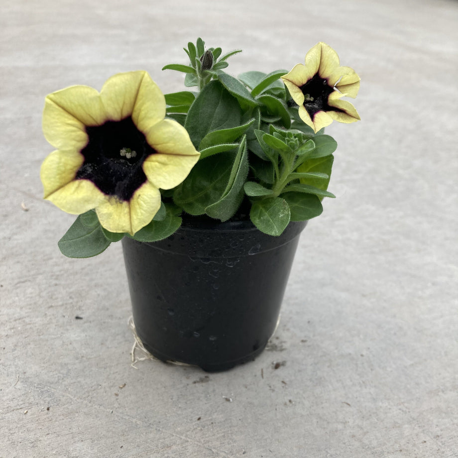 Headliner Dark Saturn Petunia – Southern Idaho Landscape Center