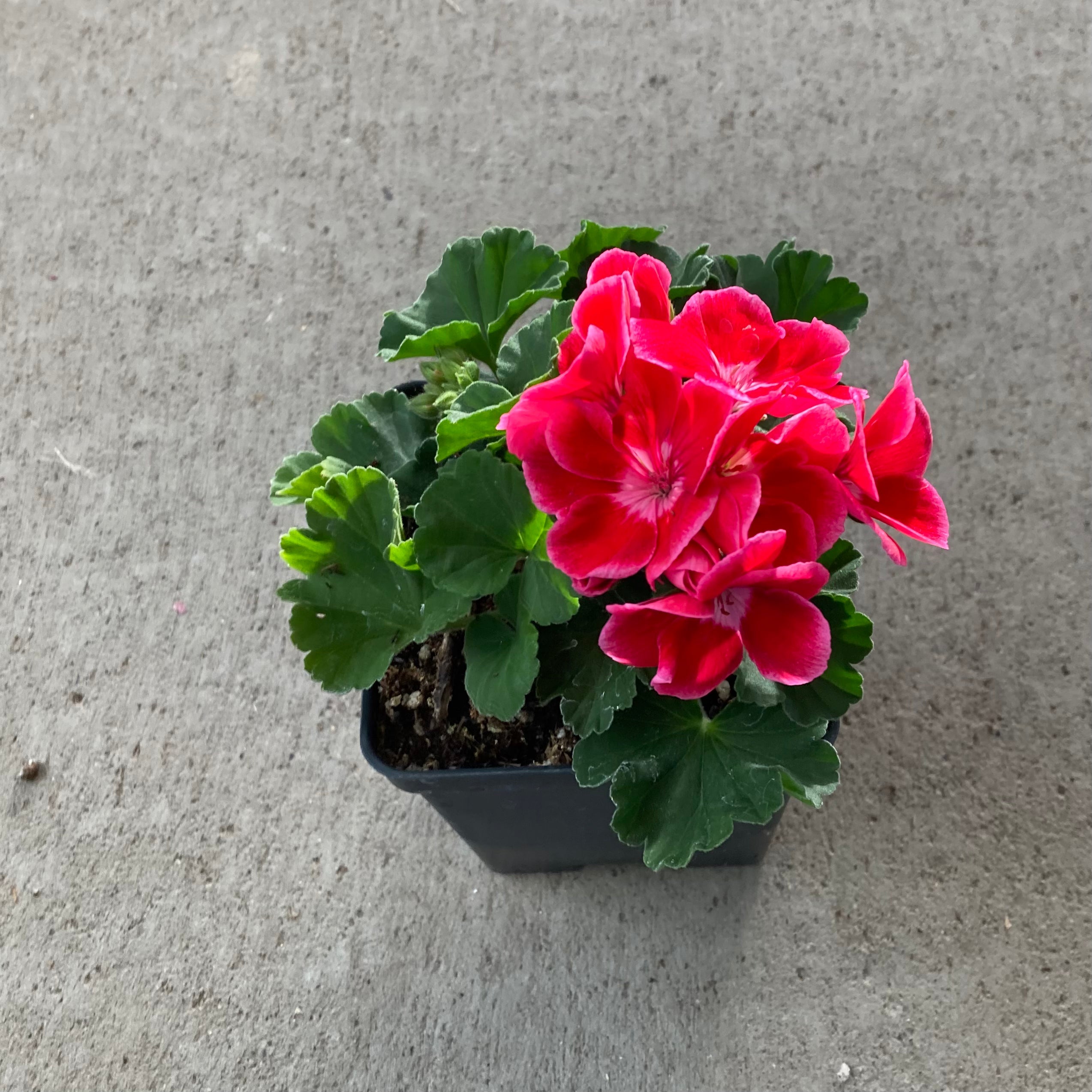 Savannah Ruby Sizzle Zonal Geranium – Southern Idaho Landscape Center