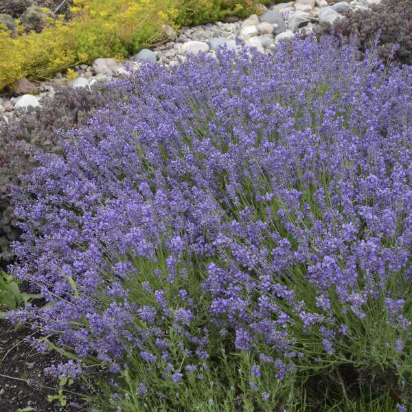 ellagance lavender plant Ellegance Purple Lavender – Southern Idaho Landscape Center