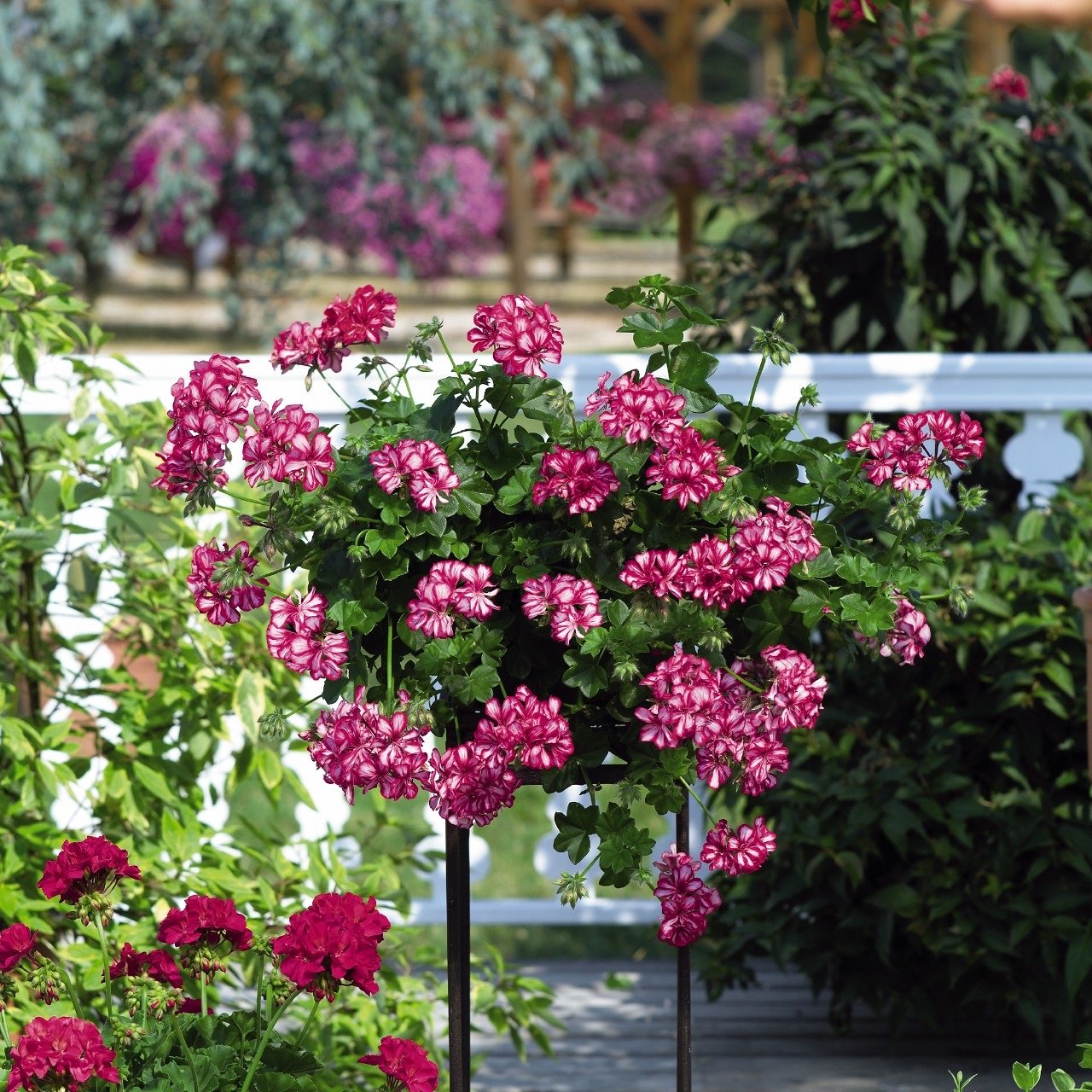 burgundy hanging plant 10" Great Balls of Fire Burgundy Blaze Ivy Geranium Hanging Basket