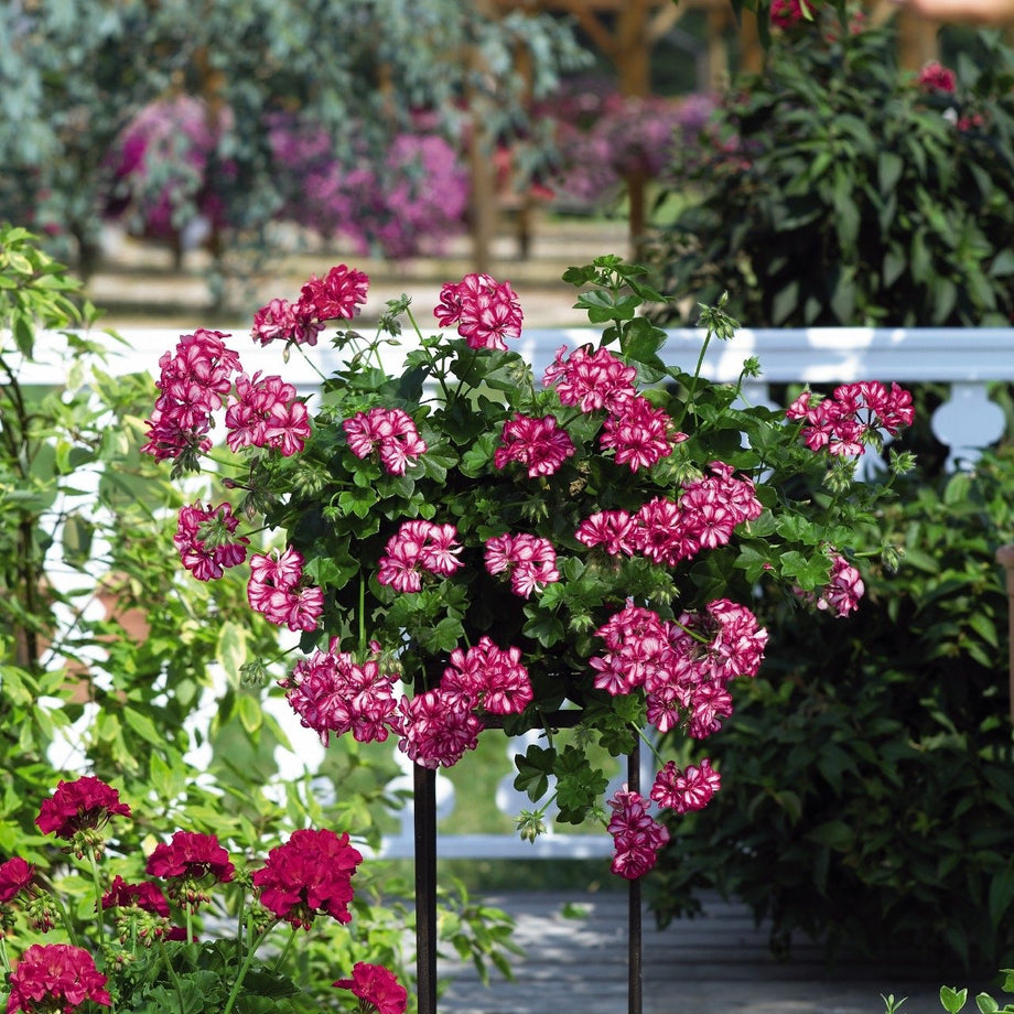 hanging ivy geranium plants 10" Great Balls of Fire Burgundy Blaze Ivy Geranium Hanging Basket – Southern Idaho Landscape Center