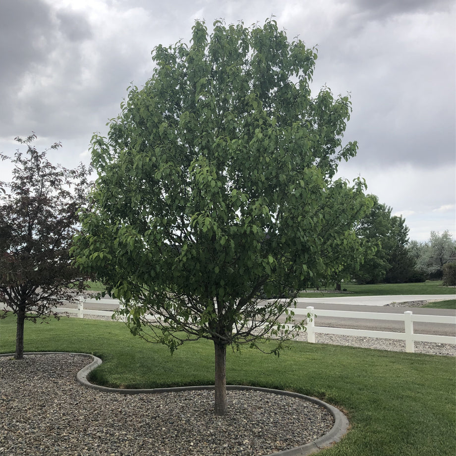 Spring Snow Crabapple Tree – Southern Idaho Landscape Center
