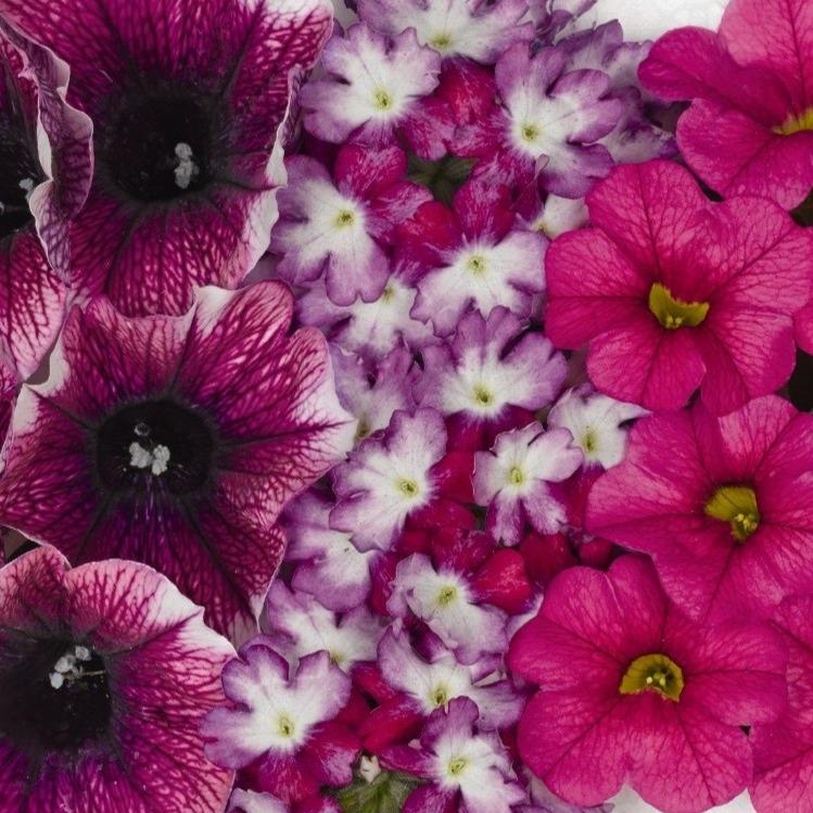 10" Confetti Shocking Touch Hanging Basket Southern Idaho Landscape