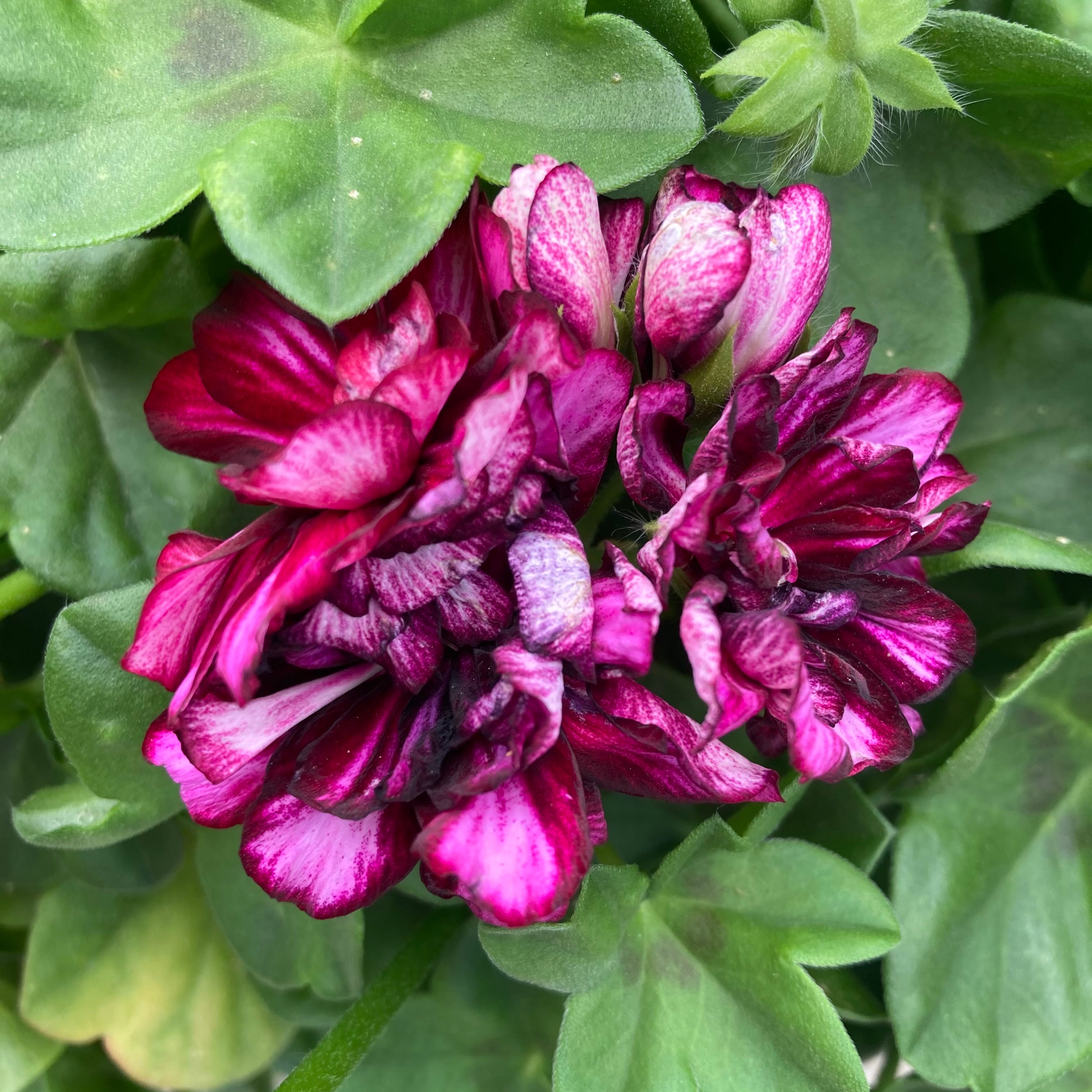 burgundy hanging plant 10" Great Balls of Fire Burgundy Blaze Ivy Geranium Hanging Basket