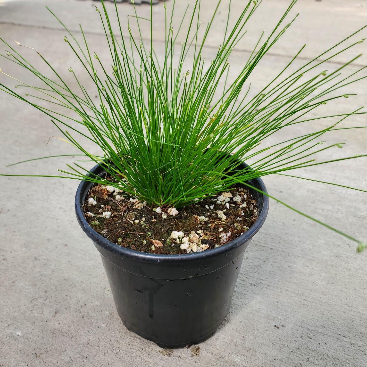 fiber optic plant indoors Isolepsis cernus