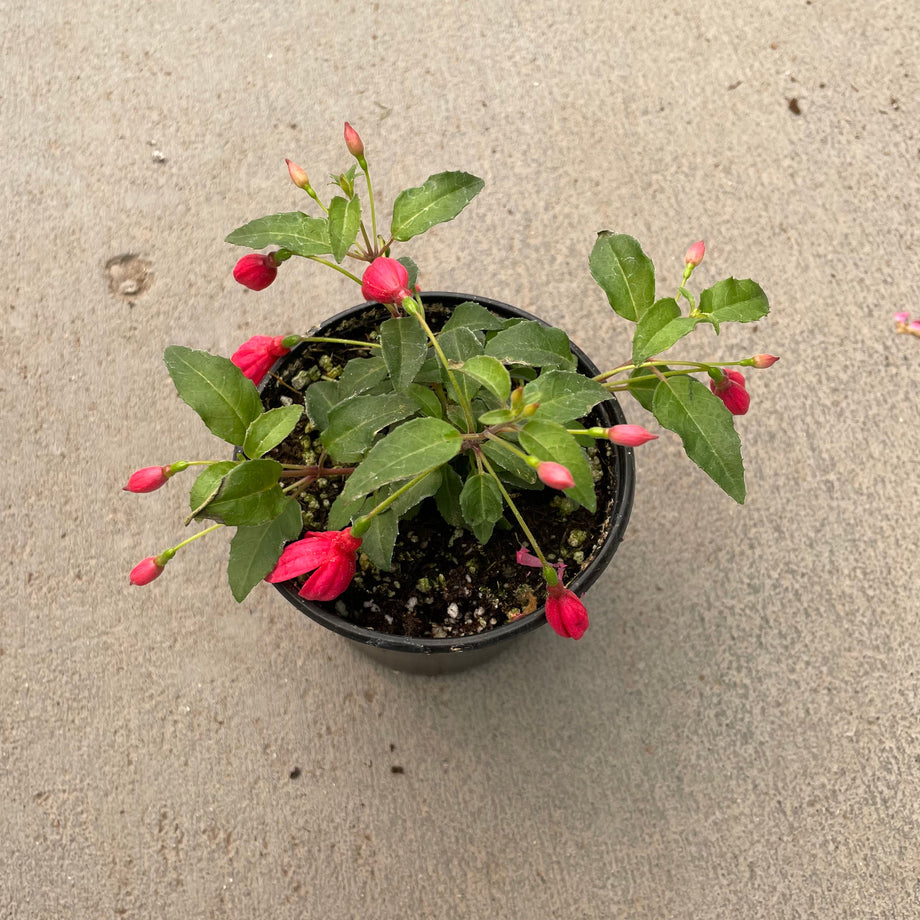 potted fuchsia plants for sale Corabells Rose & Purple Fuchsia – Southern Idaho Landscape Center