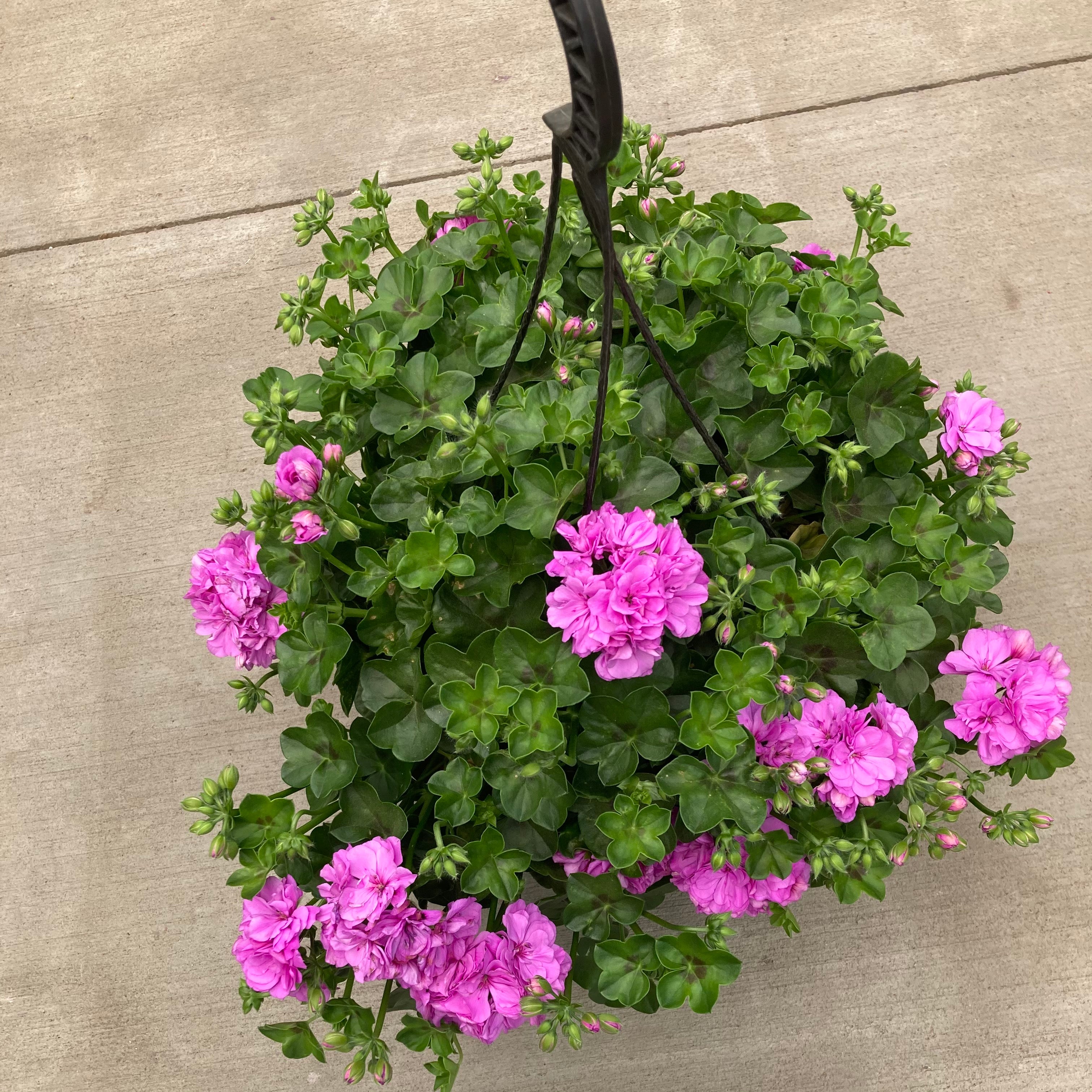lavender geranium plant 10" Great Balls of Fire Lavender Ivy Geranium Hanging Basket – Southern Idaho Landscape Center