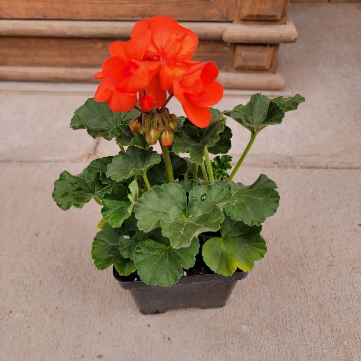 Savannah Oh So Orange Zonal Geranium Southern Idaho Landscape Center Savannah Oh So Orange Zonal Geranium Southern Idaho Landscape Center