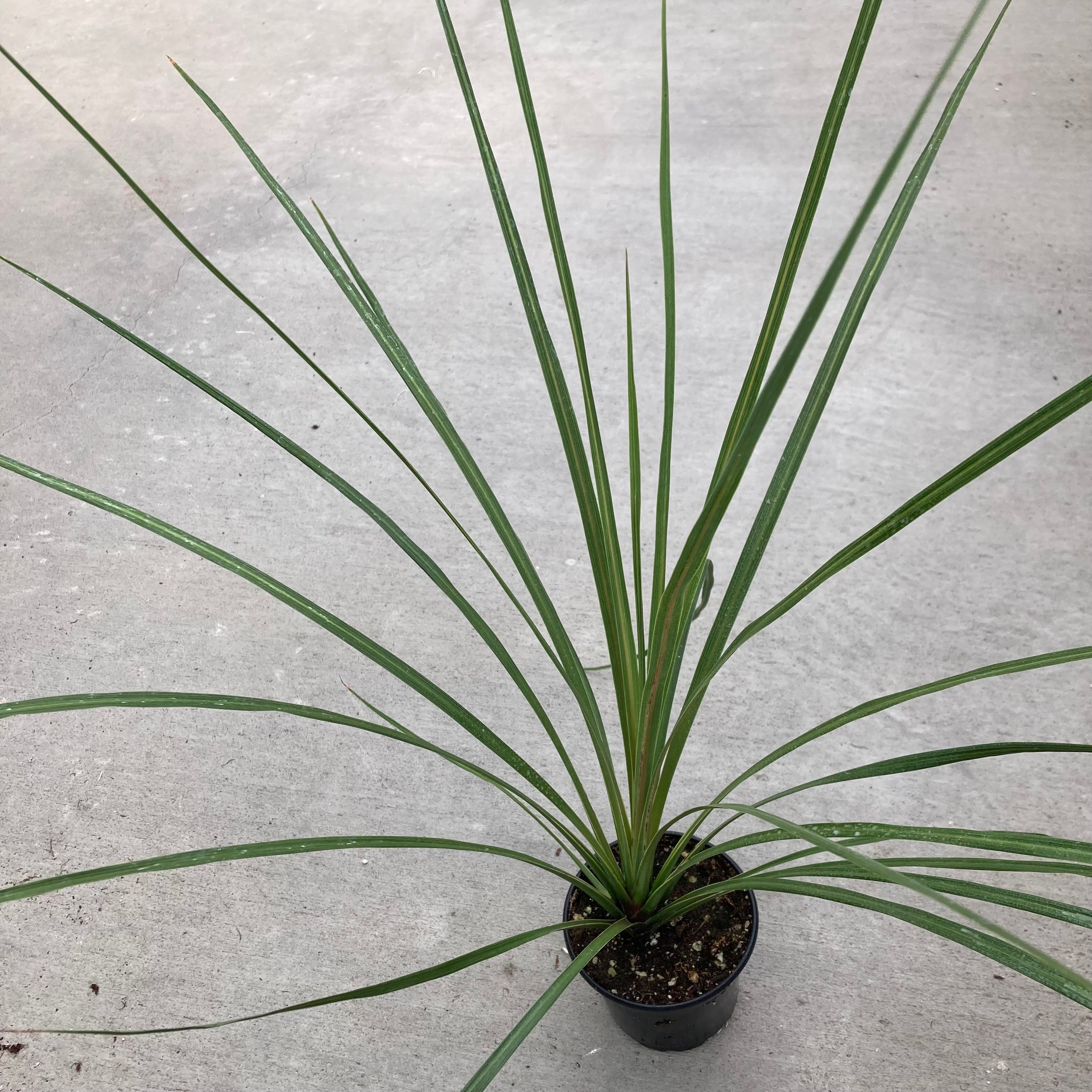 dracaena indivisa care Dracaena indivisa