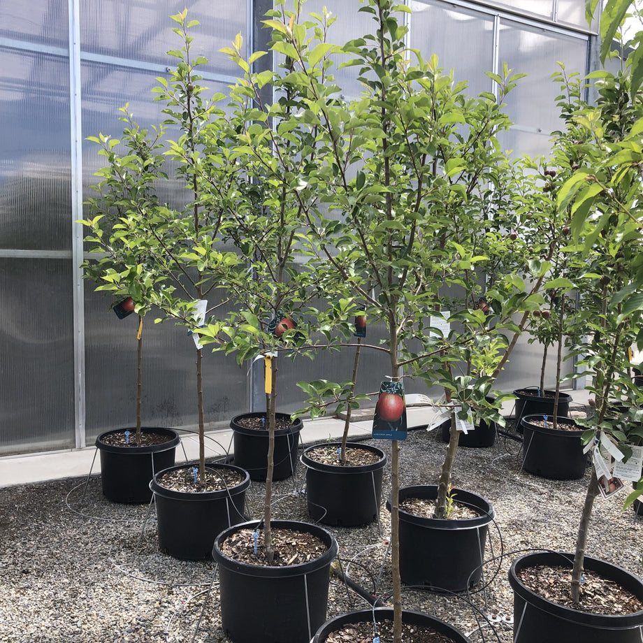 planting honeycrisp apple seeds Honey Crisp Apple Tree – Southern Idaho Landscape Center