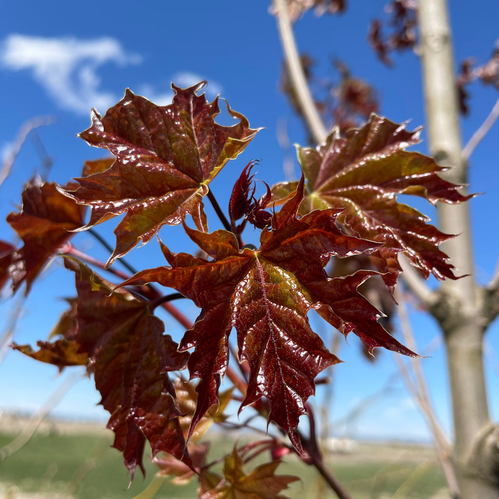 Debra Maple Deborah Norway Maple Tree – Southern Idaho Landscape Center